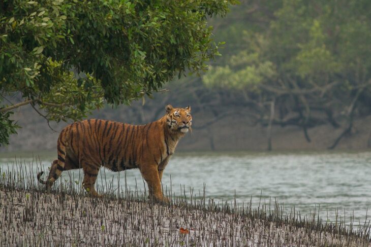 Tiger2 730x487 - देश में अवैध बाघ शिकार को काफी हद तक नियंत्रित किया गया है