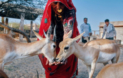 बिश्नोई समाज से क्या सीख सकते हैं