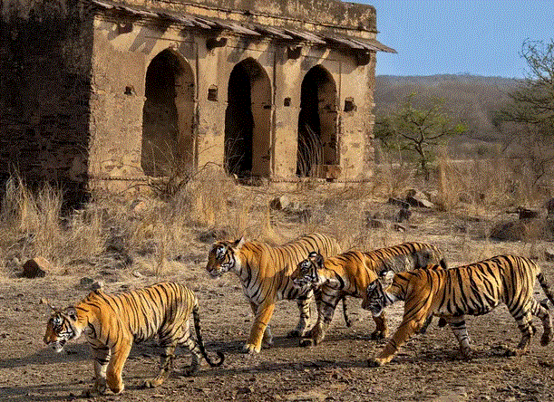 कुणो नेशनल पार्क का पुनः उद्घाटन