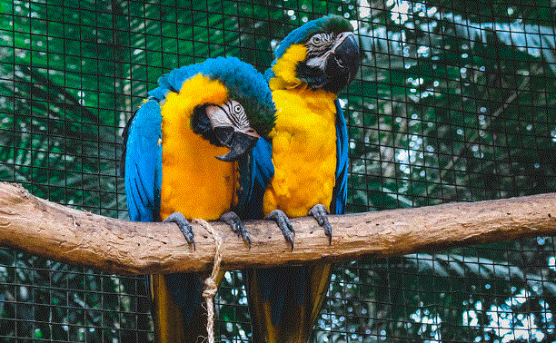 Shukavana - 2025 की यात्रा सूची में शुका वन क्यों हो आपका अगला पड़ाव?