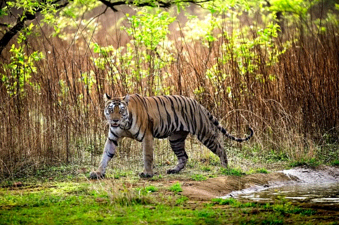 लार्ड्स ऑफ गिर’ में”, जंगल की अनकही दुनिया को हरविजय सिंह बाहिया