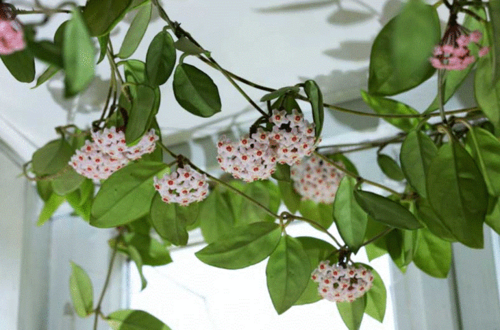 Hoya 730x481 - अरुणाचल प्रदेश के जंगलों में खोजी गई दो दुर्लभ ‘Hoya’ प्रजातियाँ, विज्ञान जगत में हलचल