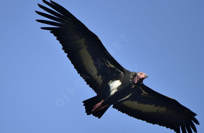 भारत में गिद्ध संकट – Long-billed Vulture फोटो
